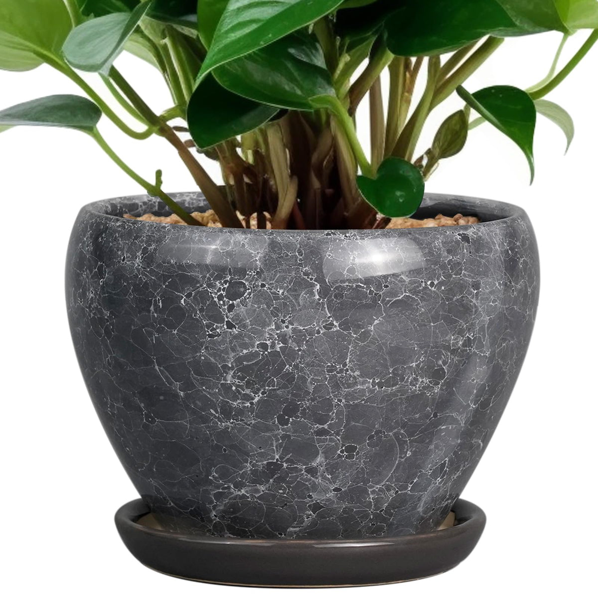 Ceramicfor 6-inch planter with drainage hole supports healthy watering and root growth.