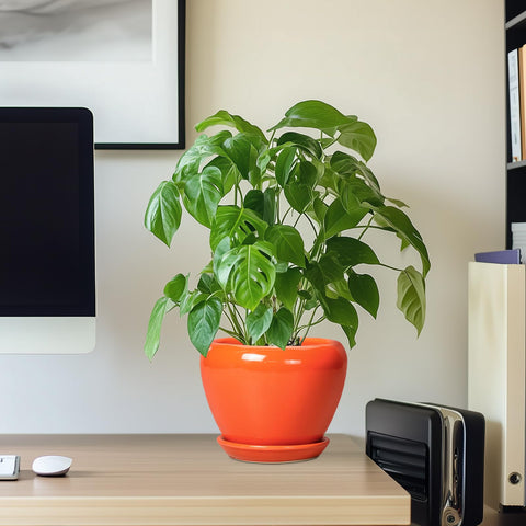 Ceramicfor orange planter makes a thoughtful gift for plant lovers.