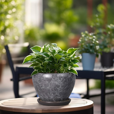 Ceramicfor herb planter 6-inch easy indoor gardening.