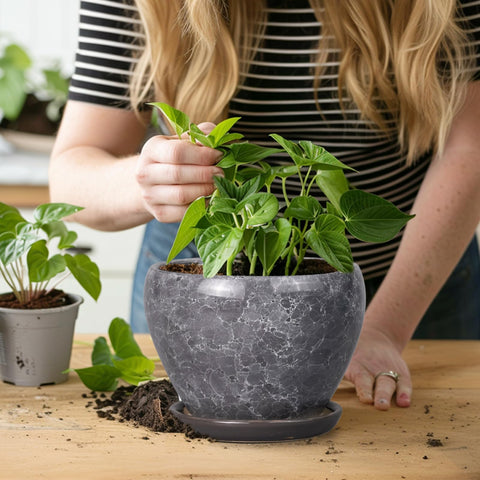 Ceramicfor orchid pot with drainage balances moisture for orchids.