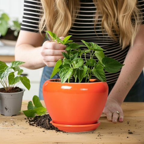 Ceramicfor stoneware pot ideal for patios and garden corners.