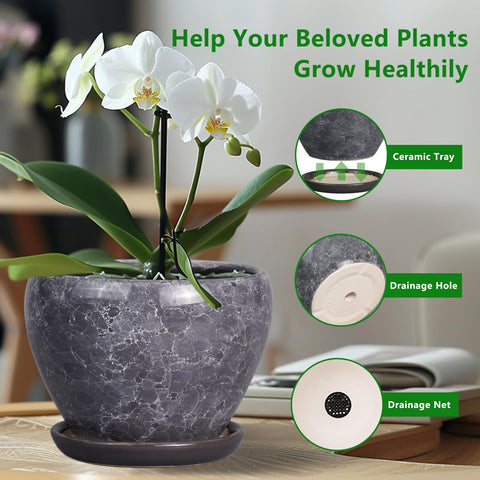 Ceramicfor succulent planter with saucer prevents spills during care.