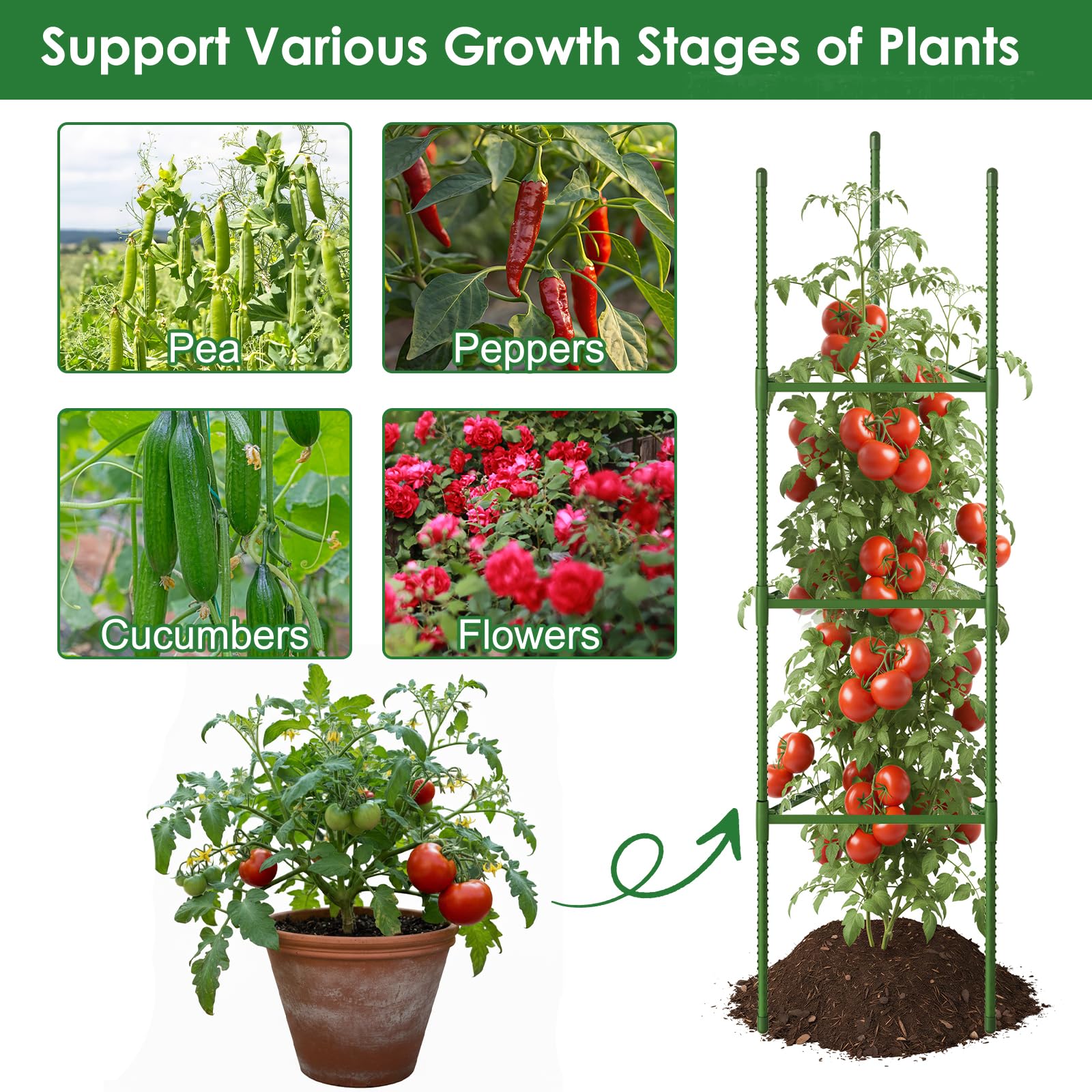 CEWOR outdoor-garden-tomato-trellis-setup fits pots and raised beds.