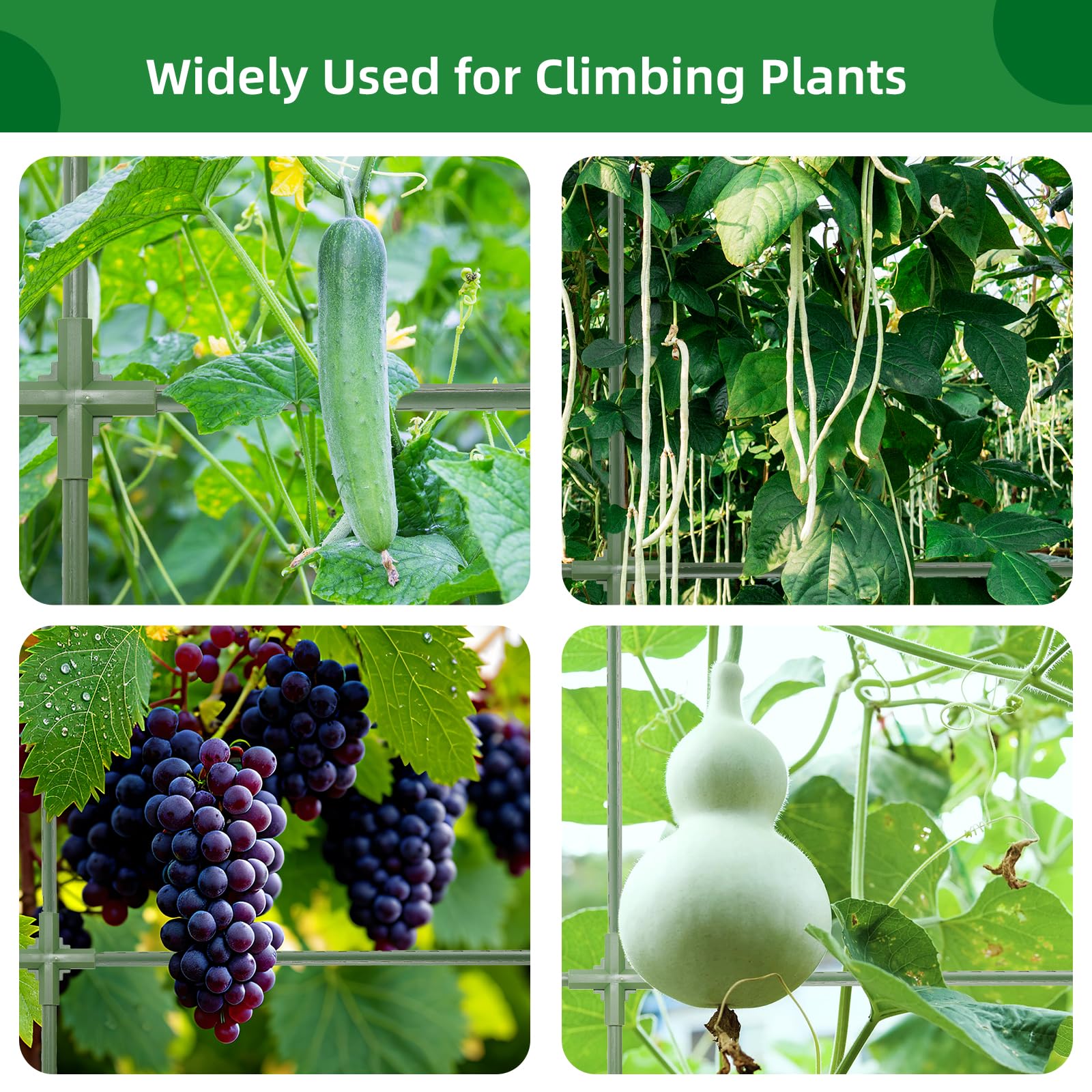 CFKEMZY supports cucumbers, beans, and tomatoes for vertical gardening.