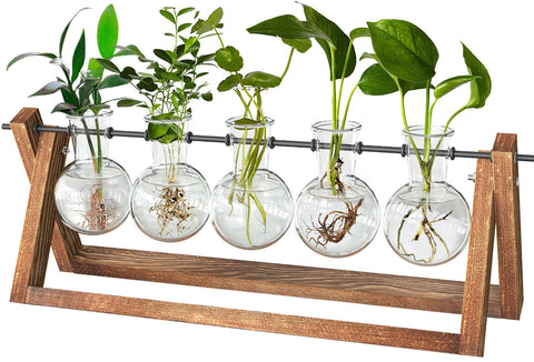 CFMOUR five-bulb vase propagation station on desk supports cuttings.