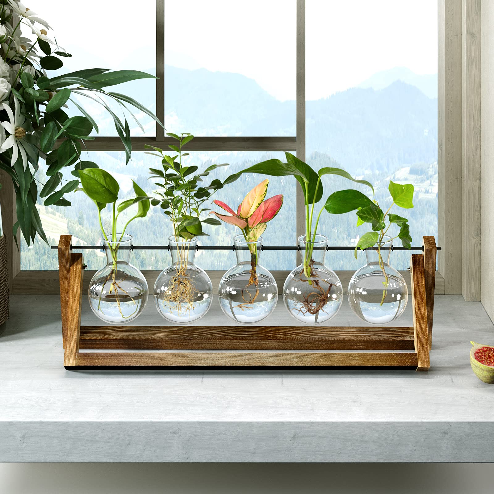 CFMOUR glass bulb vases offer clear view of roots and growth.