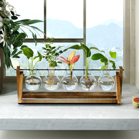 CFMOUR glass bulb vases offer clear view of roots and growth.