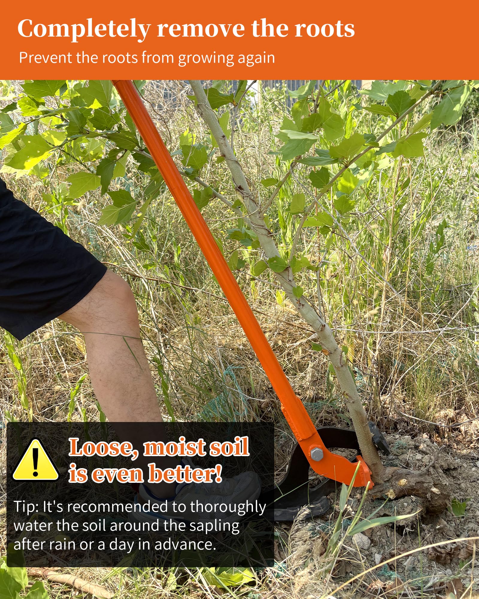 CGENWDCH sapling puller extracting root ball for thorough removal.