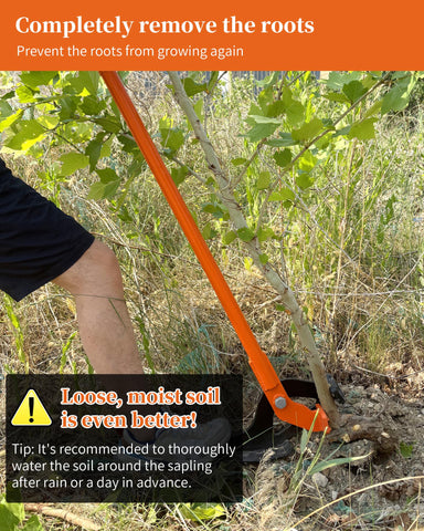 CGENWDCH sapling puller extracting root ball for thorough removal.