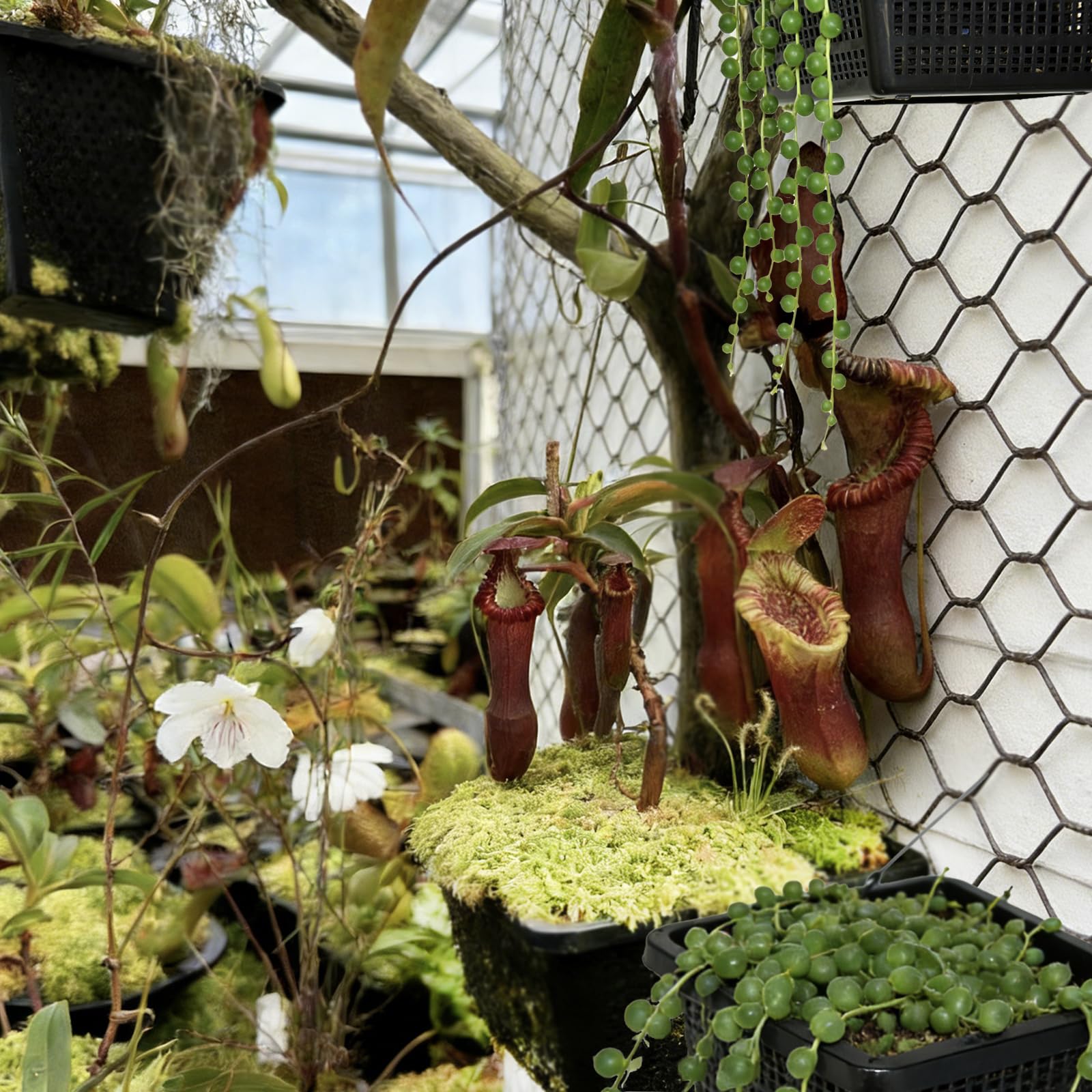 CHTASO weather-resistant plastic basket designed for outdoor ponds