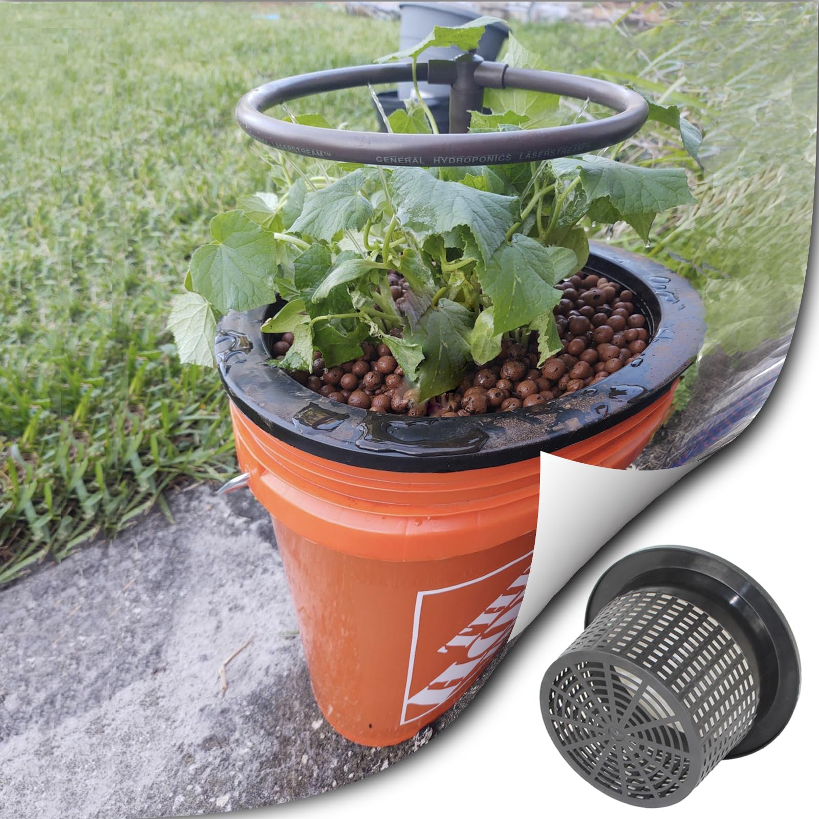 CHTASO pitcher plant cultivation using mesh pots for healthy root growth