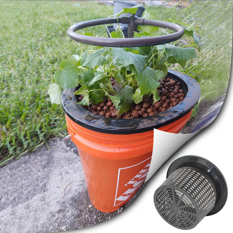 CHTASO pitcher plant cultivation using mesh pots for healthy root growth
