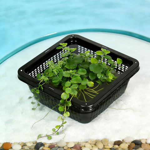 CHTASO root protection basket for ponds supports plant health
