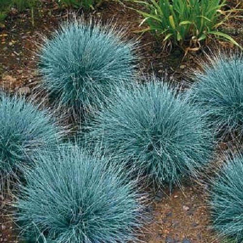 Cheryl's Unique Flower Seeds blue fescue ornamental grass suited for drought-tolerant sun or shade gardens.