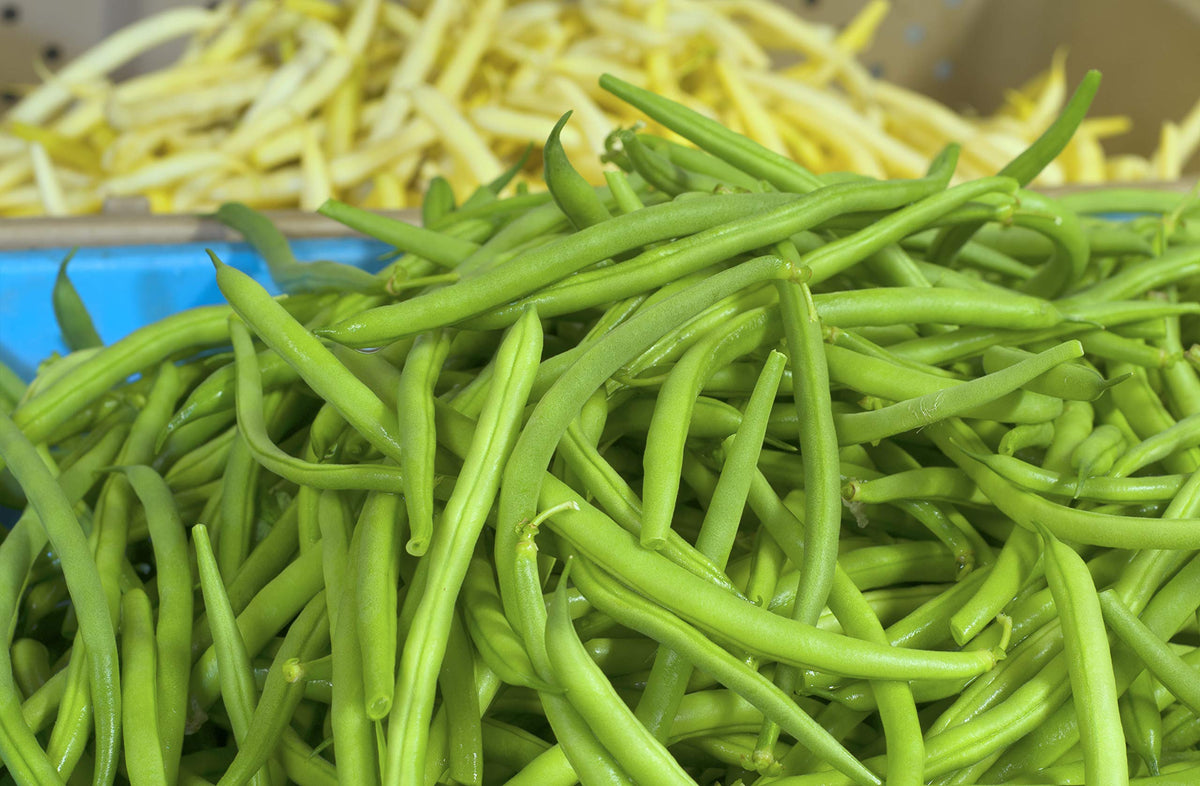 ChezSmokey Jade Bush Bean seeds in pack ready for planting, promising fresh harvest