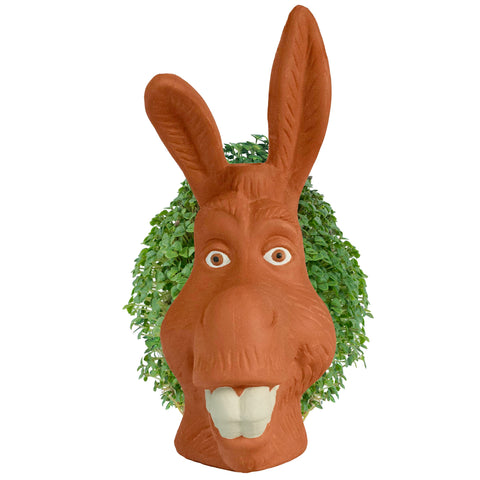 Chia Donkey reusable planter designed for endless growth and replanting