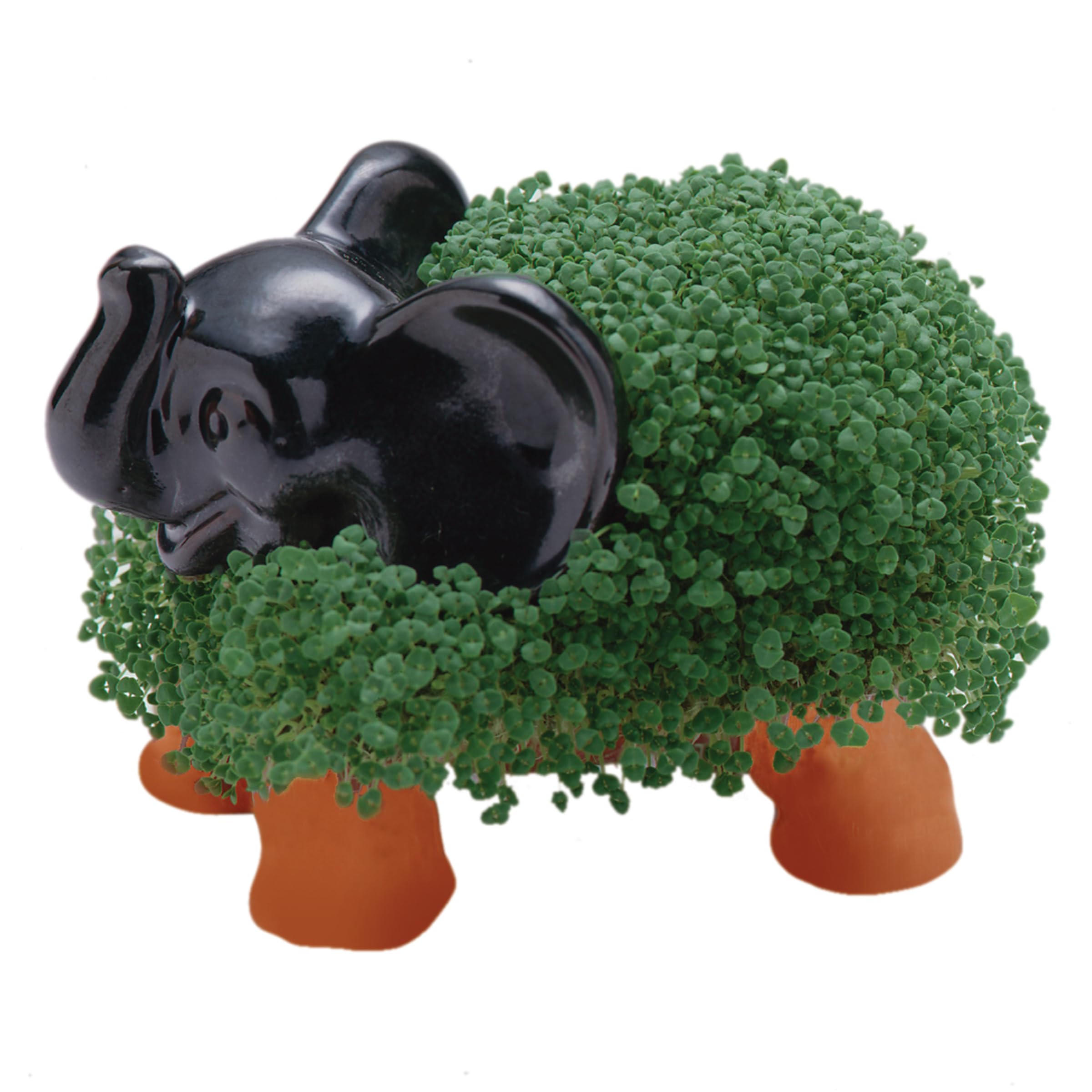 Chia Elephant growth timeline shows 1–2 weeks to a lush green coat.