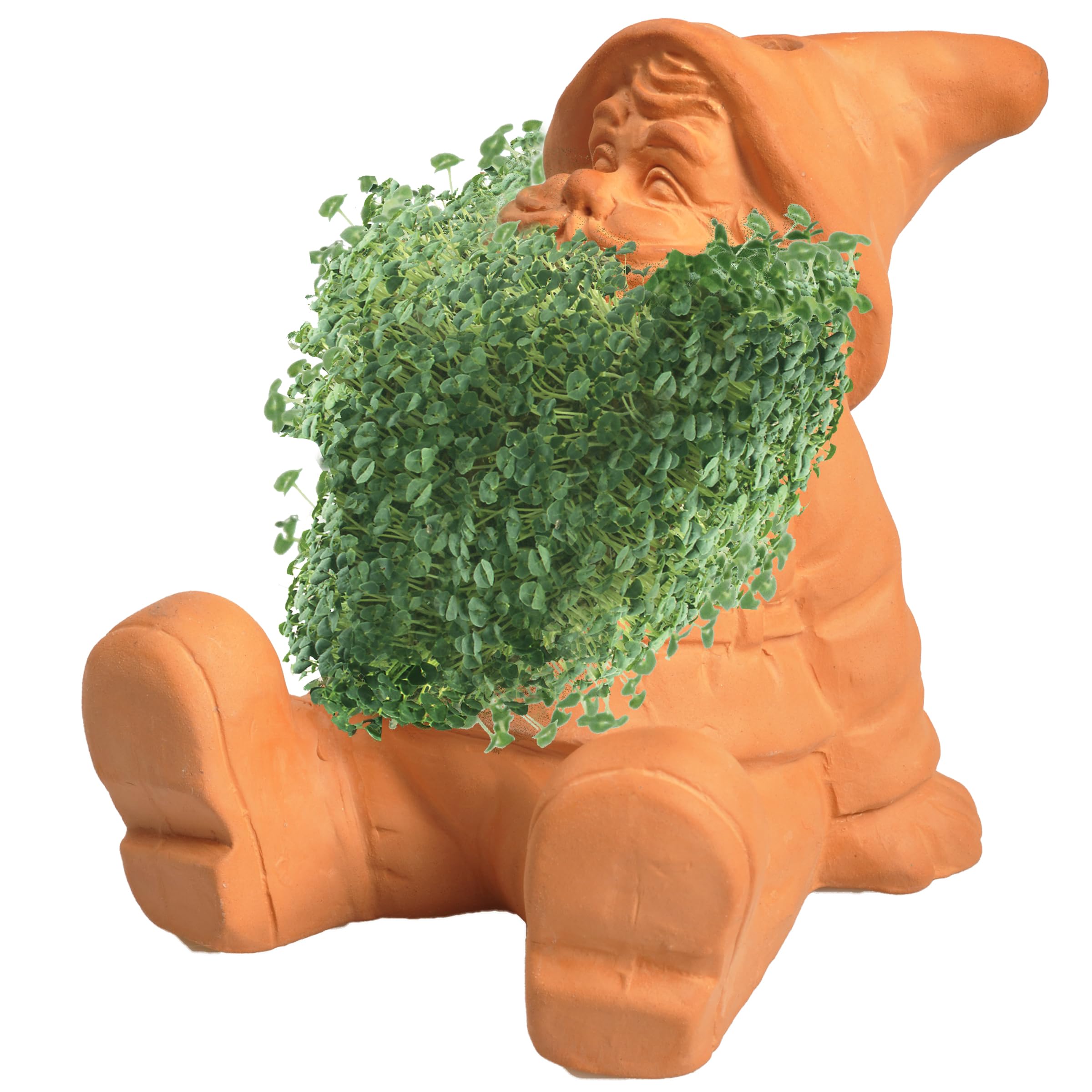 Chia Pet Gnome growth coat appears in 1–2 weeks for a lush display.
