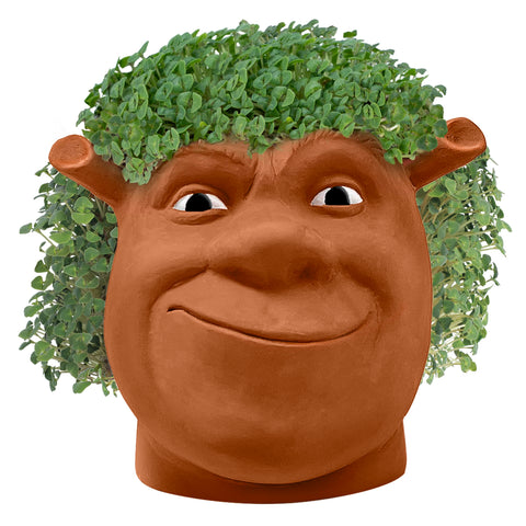 Chia Shrek growth timeline shows you what to expect in weeks.