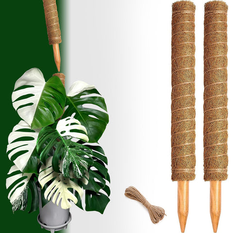 CHIAFFI indoor-outdoor plant support keeps vines tall and tidy.