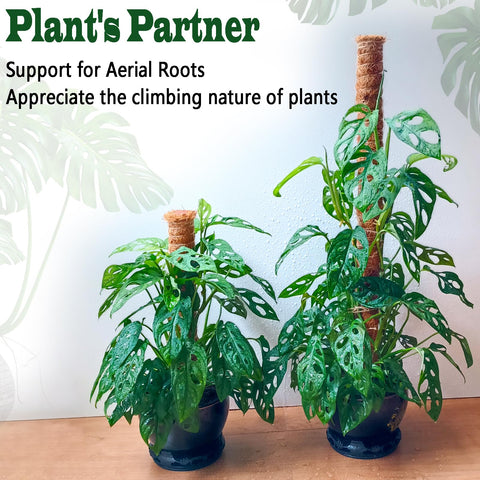 Chiaffi moss pole indoor plant setup boosts vertical greenery.