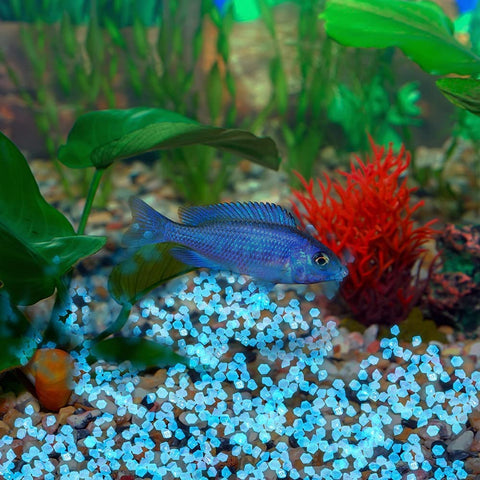 Chic Style glow stones provide garden path lighting with subtle blue glow.