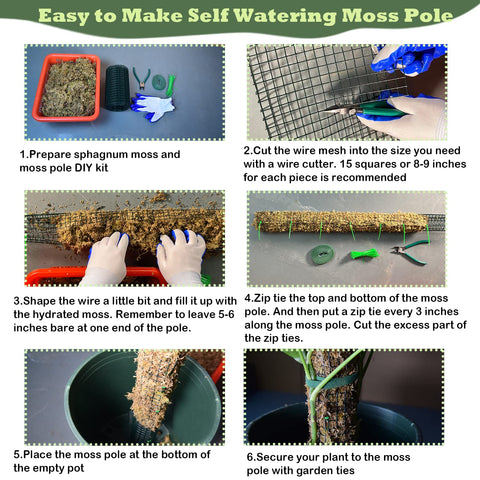 Chicarry Moss Pole DIY Setup in action demonstrates simple assembly.