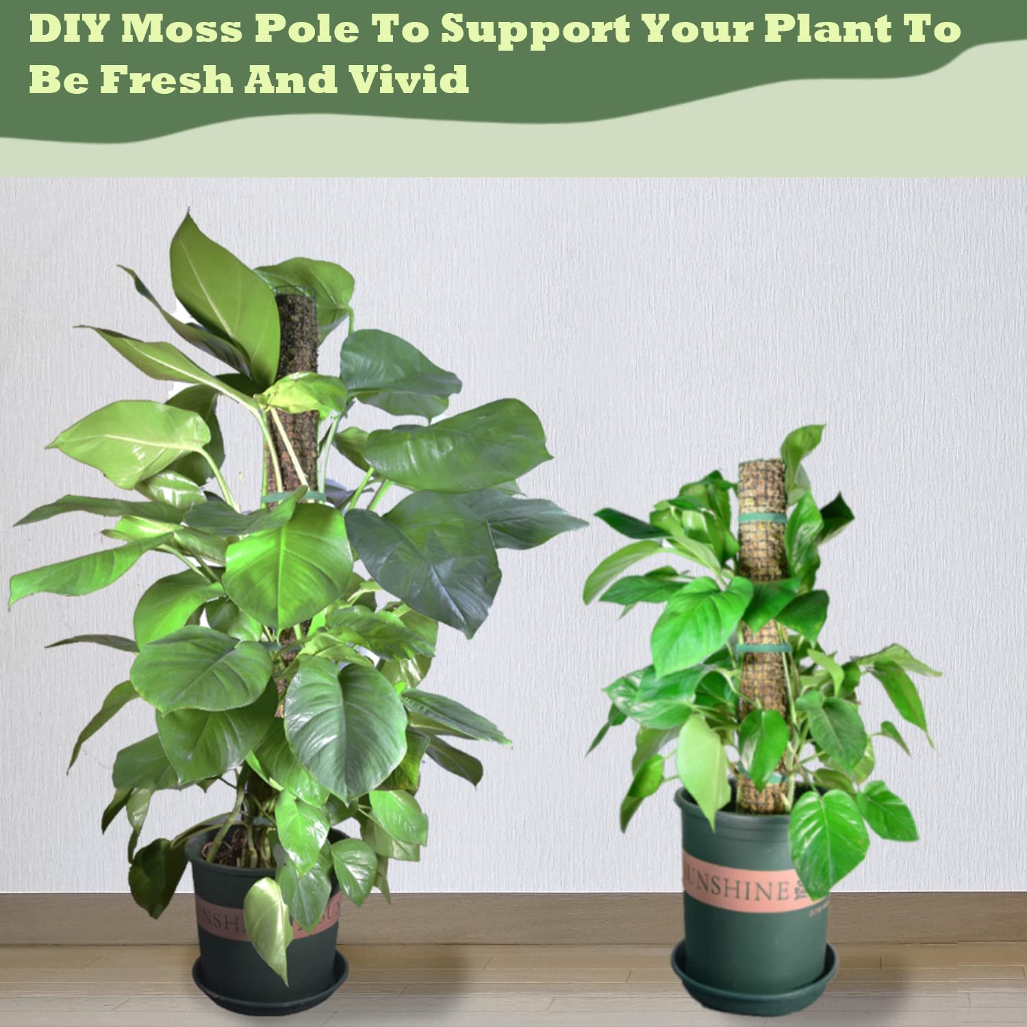 Chicarry Moss Pole Monstera-ready setup supports leafy growth with steel mesh.