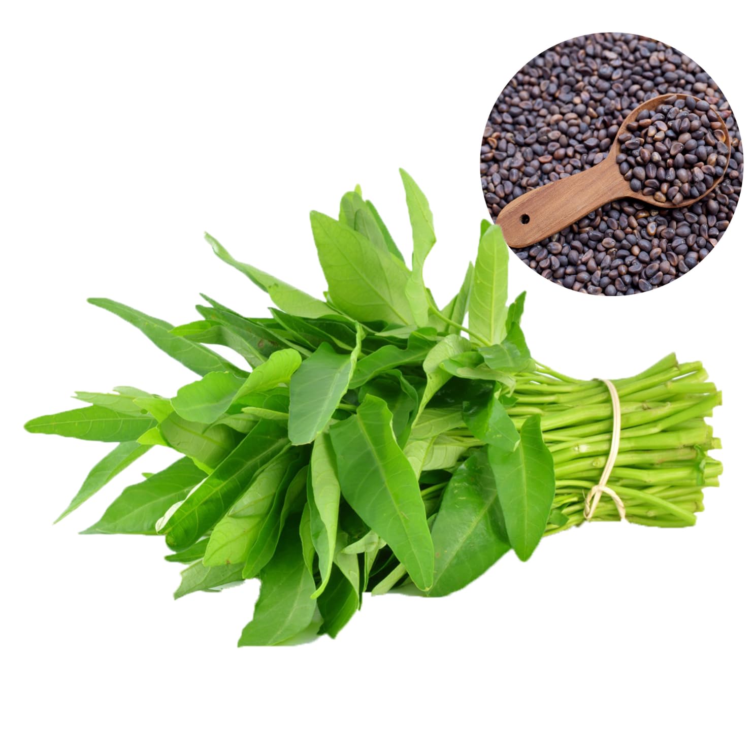 Chickco Kangkong seeds container-garden demonstrate versatile growing in small spaces for fresh greens.