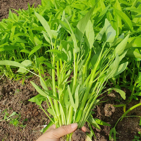 Chickco Kangkong seeds fresh-leaves; crisp leaves ideal for soups and salads.