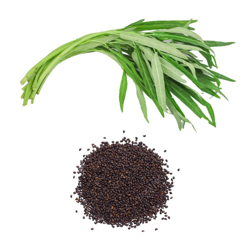Chickco Kangkong seeds harvest-ready-stems show harvest in weeks for fresh greens.