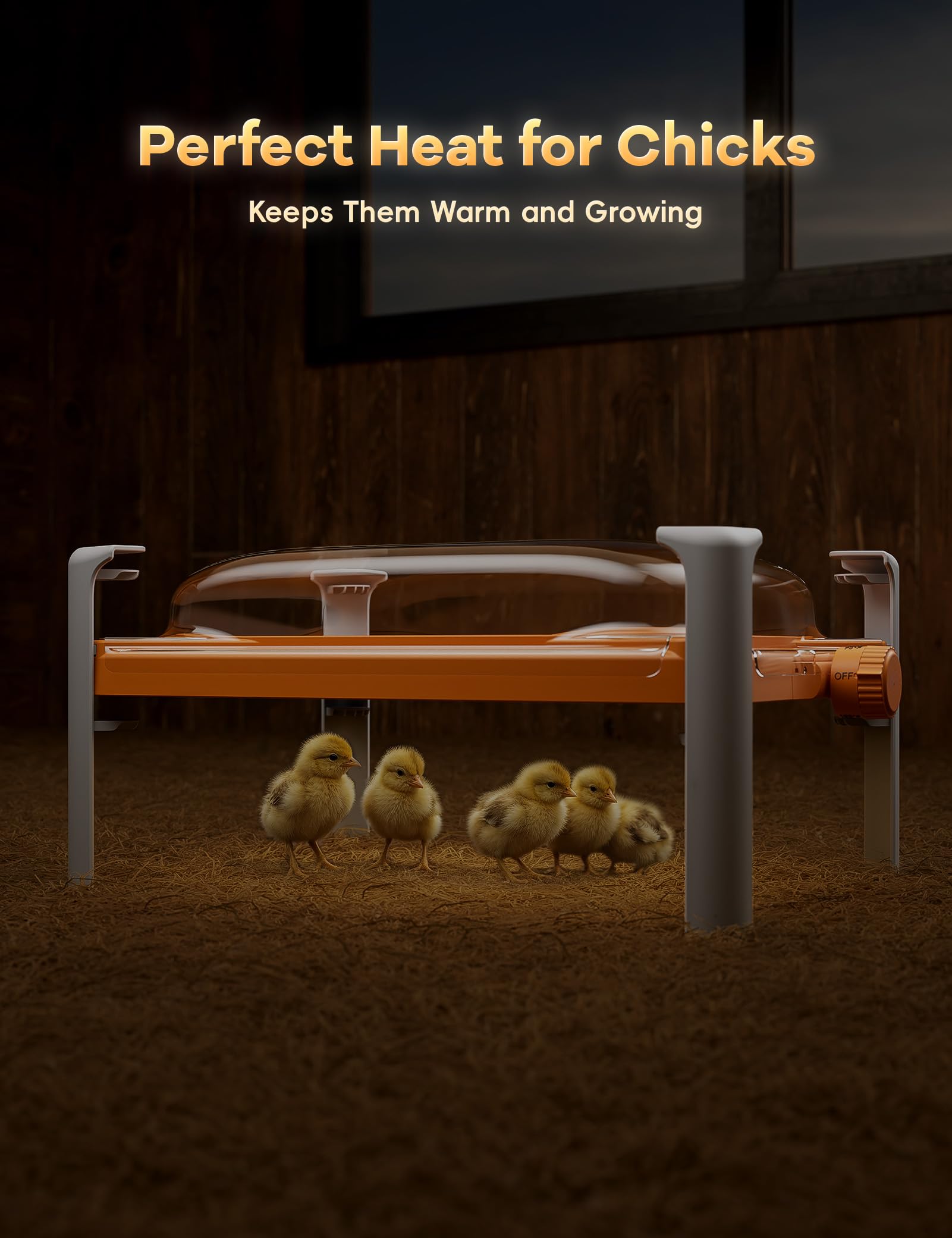 Chickcozy heat plate for chicks shows adaptable warmth as flock grows
