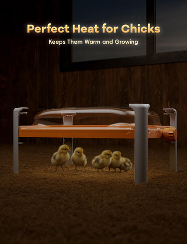 Chickcozy heat plate for chicks shows adaptable warmth as flock grows