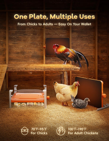 Chickcozy heat plate height adjustment enables flexible placement for optimal warmth