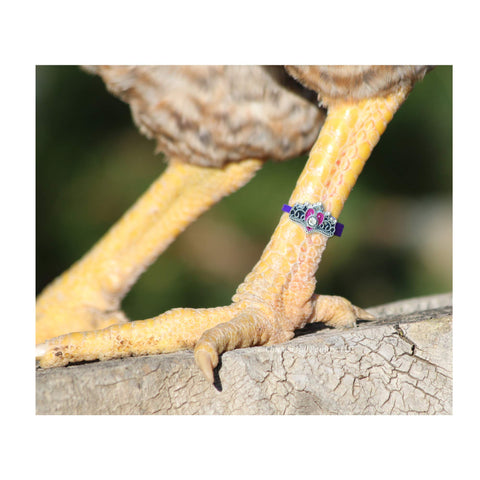 Chicken Hill 12 charm styles with color bands help identify birds at a glance.