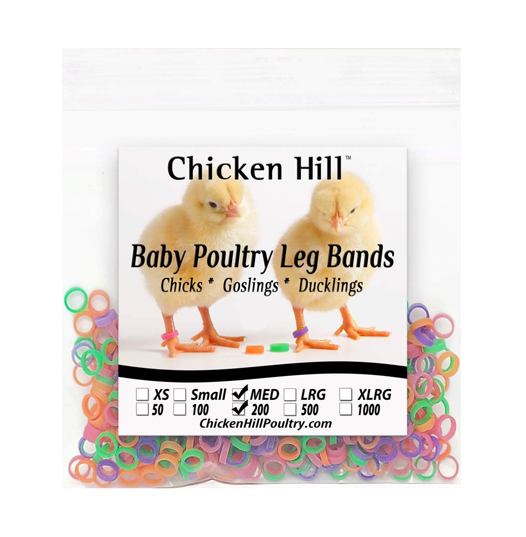 Chicken Hill leg bands on a chick leg in pink and green for quick identification