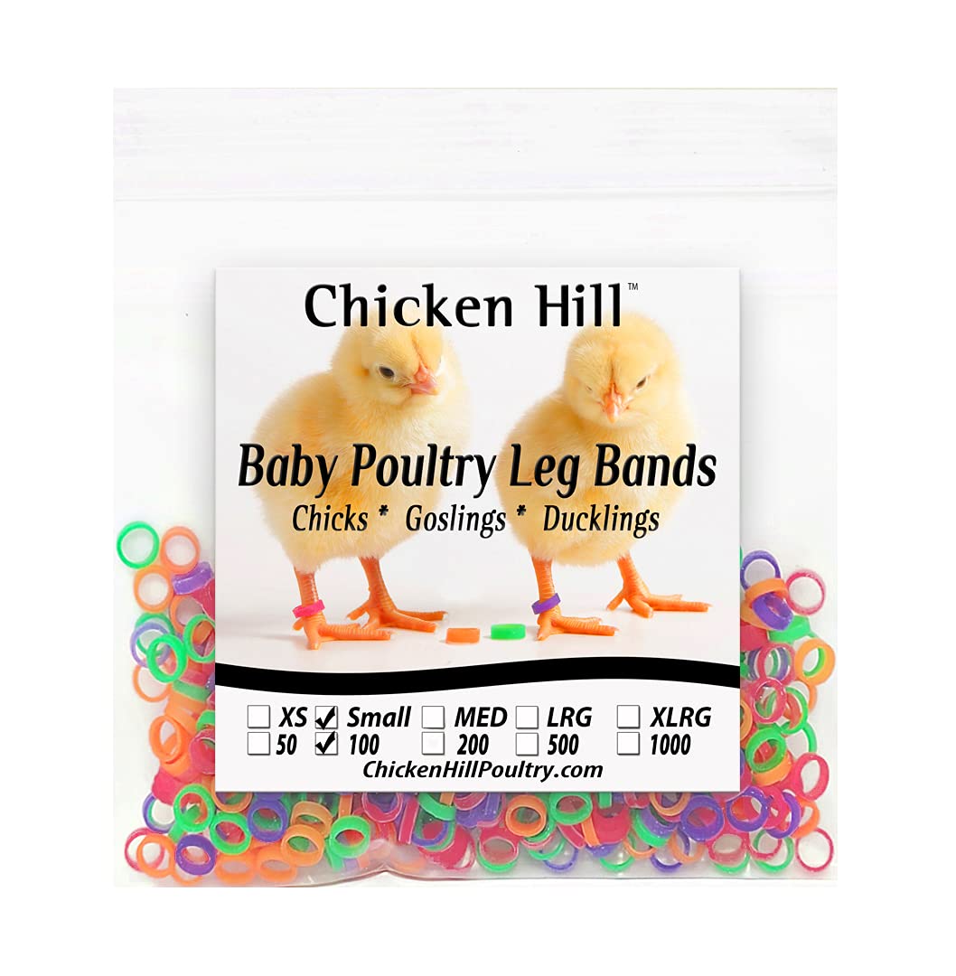 Chicken Hill baby leg bands size 3 small 3/16-inch for day-old bantams identify chicks easily