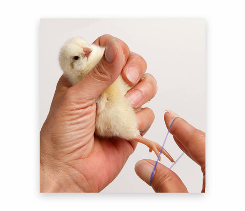 Chicken Hill tiny 3/16-inch leg bands help track hatchlings across enclosures