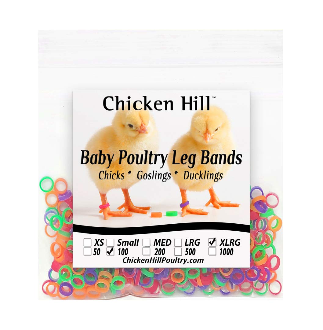 Chicken Hill leg band size 6 XL in a 100-pack for quick chick labeling