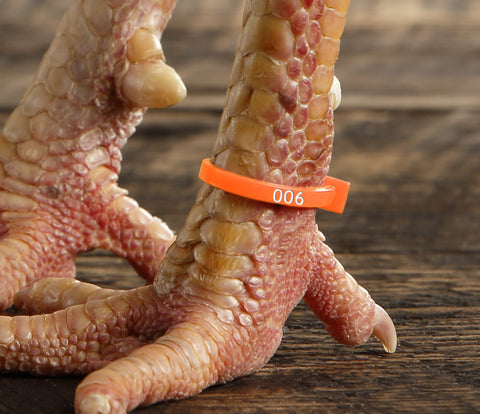 Chicken Hill ZBand shows use across pens with color differentiation to prevent repeats.
