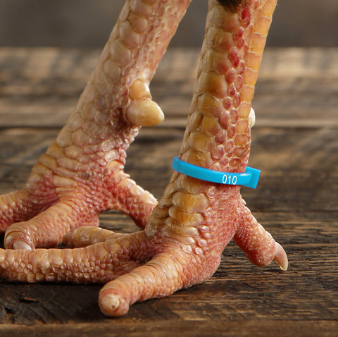Chicken Hill ZBand easy-zip design for quick on-and-off placement.