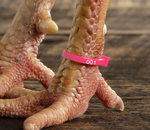 Chicken Hill ZBand on a chicken leg shows one-size fit for various birds.
