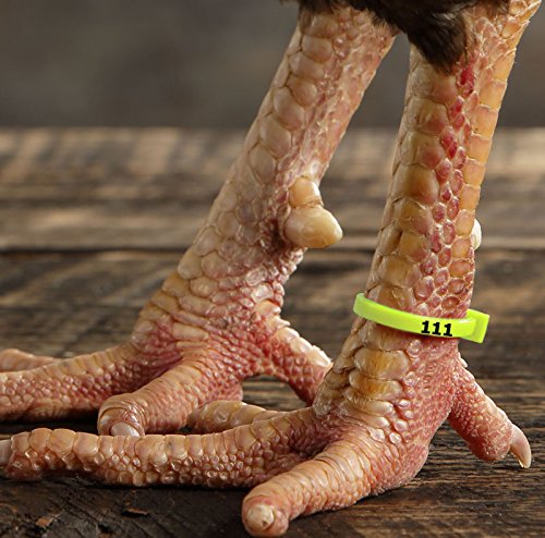 Chicken Hill ZBand thin 0.14-inch width keeps the leg as the focal point.