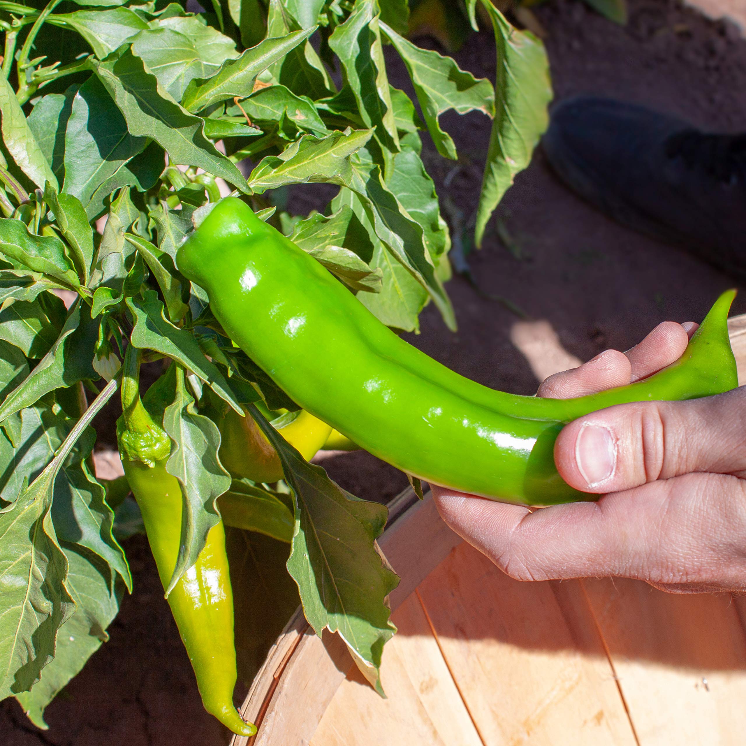 Chile Revival stuffed chile idea with large pods for rellenos.