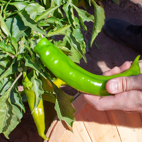 Chile Revival stuffed chile idea with large pods for rellenos.