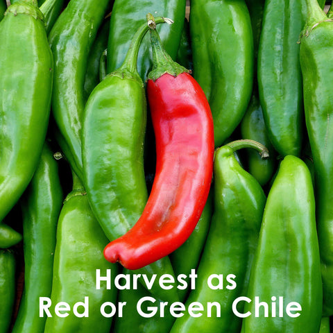 Chile Revival thick-walled green chiles ideal for rellenos.