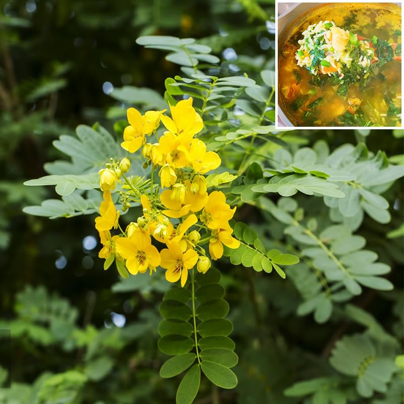 Chipilin leaves harvested for fresh cooking from the plant