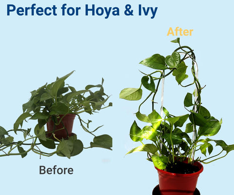 CHOUYUHE micro-groove vine guide gently directs growth for neater arrangements