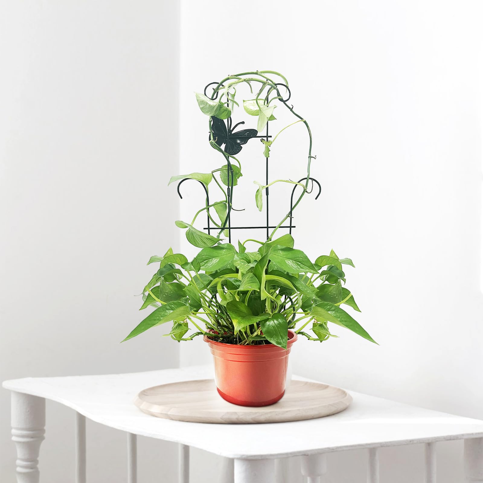 CHOUYUHE trellis supports pothos, monstera, and ivy growth with ties.