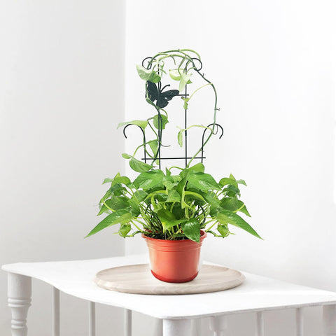 CHOUYUHE trellis supports pothos, monstera, and ivy growth with ties.